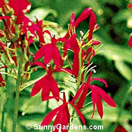 Lobelia cardinalis, Cardinal Flower, Indian Pink