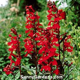 Lobelia cardinalis, Cardinal Flower