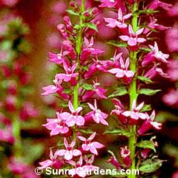 Lobelia siphilitica, Great Blue Lobelia