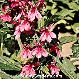 Lobelia x speciosa, Perennial Lobelia