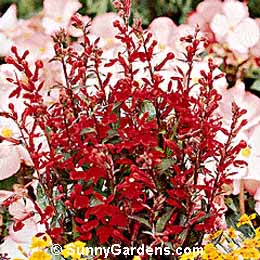 Lobelia x speciosa, Perennial Lobelia