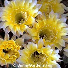 Lobivia aurea, Echinopsis aurea