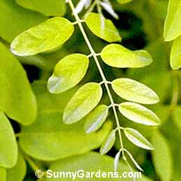 Robinia pseudoacacia, Black Locust