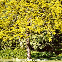 Gleditsia triacanthos inermis, Thornless Honeylocust
