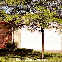 Gleditsia triacanthos inermis, Moraine Honeylocust