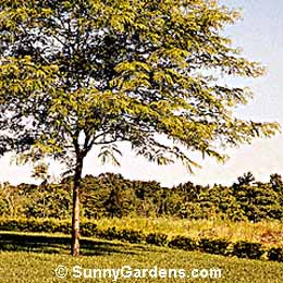 Gleditsia triacanthos inermis, Shademaster Honeylocust