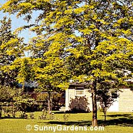 Gleditsia triacanthos inermis, Sunburst Honeylocust