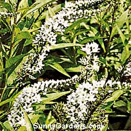 Lysimachia clethroides, Gooseneck Loosestrife, Shepherd's Crook