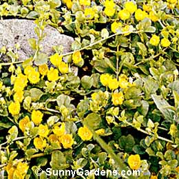 Lysimachia nummularia, Creeping Jenny, Moneywort, Creeping Charlie