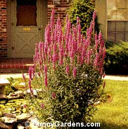 Lythrum salicaria, Purple Loosestrife