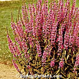 Lythrum virgatum, Spiked Loosestrife
