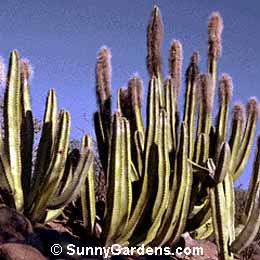 Pachycereus schottii, Whisker Cactus, Senita, Lophocereus schottii