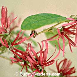 Loropetalum chinense, Fringe Flower