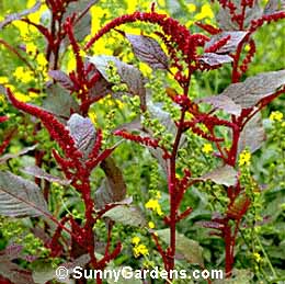 Amaranthus cruentus, Purple Amaranthus, Red Amaranthus, Summer poinsettia, Chenille Plant