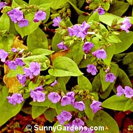 Pulmonaria angustifolia, Blue Lungwort, Cowslip Lungwort, Soldiers and Sailors
