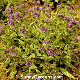 Pulmonaria longifolia, Long-Leafed Lungwort, Joseph and Mary, Spotted Dog, Soldiers and Sailors