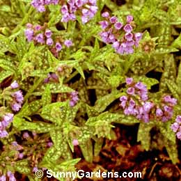 Pulmonaria longifolia, Long-Leafed Lungwort, Joseph and Mary, Spotted Dog, Soldiers and Sailors