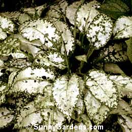 Pulmonaria saccharata, Sage Bethlehem, Soldiers and Sailors
