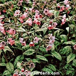 Pulmonaria saccharata, Bethlehem Sage, Jerusalem Sage, Soldiers and Sailors