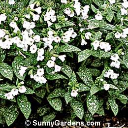 Pulmonaria saccharata, Jerusalem Sage, Bethlehem Sage, Soldiers and Sailors, Pulmonaria officinalis 'Sissinghurst White'