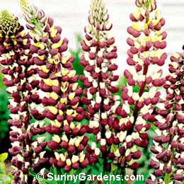 Lupinus x, Lupine