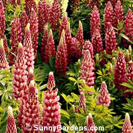 Lupinus x, Lupine
