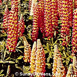 Lupinus x, Lupine