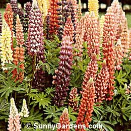 Lupinus x, Lupine