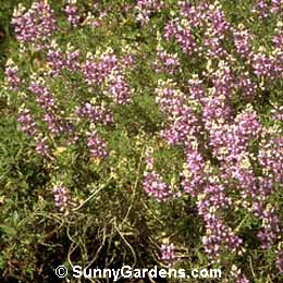 Lupinus albifrons collinus, Lupin
