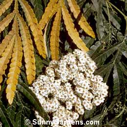 Lyonothamnus floribundus, Catalina Ironwood