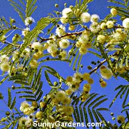 Lysiloma microphylla thornberi, Feather Bush, Lysiloma watsonii thornberi, Fern-of-the-Desert