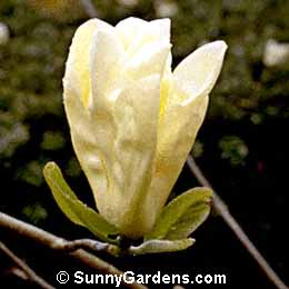 Magnolia, Elizabeth Magnolia, Tulip Tree