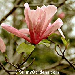 Magnolia, Galaxy Magnolia, Tulip Tree