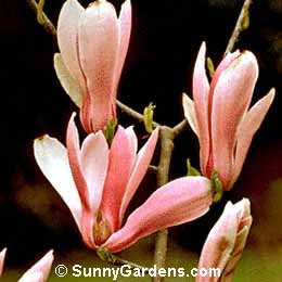Magnolia, Tulip Tree