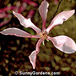 Magnolia, Susan Magnolia, Tulip Tree