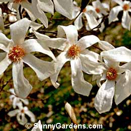 Magnolia, Wada's Memory Magnolia, Tulip Tree