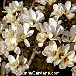 Magnolia denudata, Yu-lan Magnolia, Tulip Tree