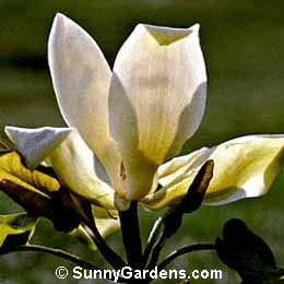 Magnolia fraseri, Ear-Leaved Umbrella Tree, Tulip Tree