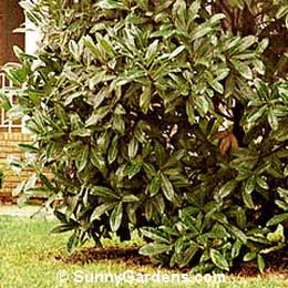 Magnolia grandiflora, Southern Magnolia, Bull Bay, Tulip Tree
