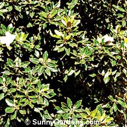 Magnolia grandiflora, Dwarf Southern Magnolia, Tulip Tree