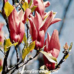Magnolia liliiflora, Lily Magnolia, Tulip Tree