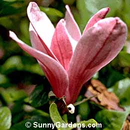 Magnolia liliiflora nigra, Tulip Tree