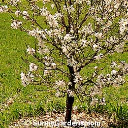 Magnolia x loebneri, Loebner Magnolia, Tulip Tree
