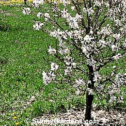 Magnolia loebneri, Tulip Tree
