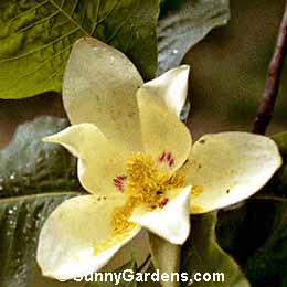 Magnolia macrophylla, Large-Leaved Cucumber Tree, Great-Leaved Magnolia, Umbrella Tree