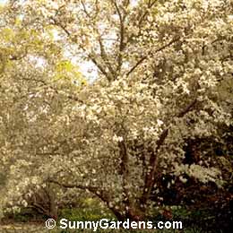 Magnolia salicifolia, Anise Magnolia, Tulip Tree