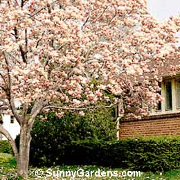 Magnolia x soulangiana, Saucer Magnolia, Chinese Magnolia, Tulip Tree