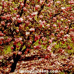 Magnolia x soulangiana, Tulip Tree