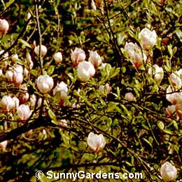 Magnolia x soulangiana, Tulip Tree