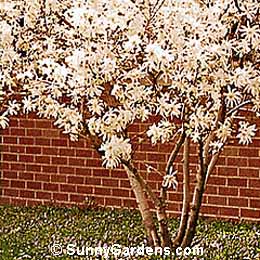 Magnolia stellata, Star Magnolia, Tulip Tree